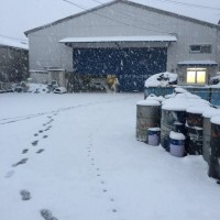 大雪2016.1.25